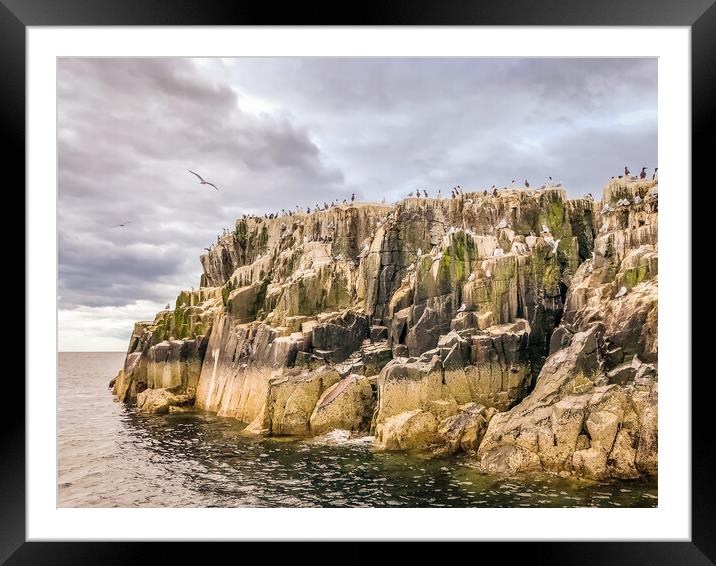 The birds of the Farnes Framed Mounted Print by Naylor's Photography