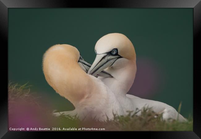 Northern Gannets Courtship Ritual Framed Print by Andy Beattie