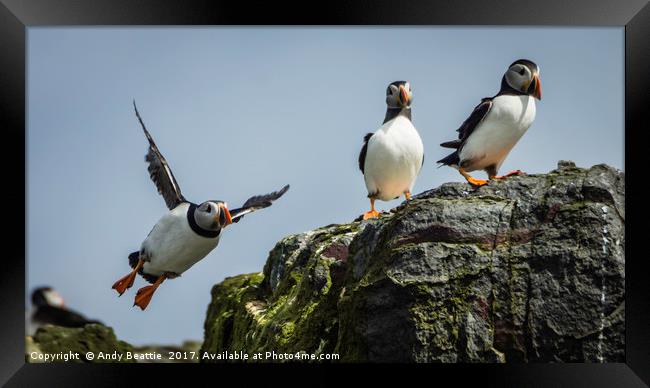 Atlantic Puffins Framed Print by Andy Beattie