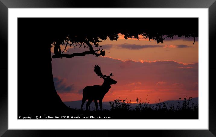 Fallow Stag Sunset Framed Mounted Print by Andy Beattie