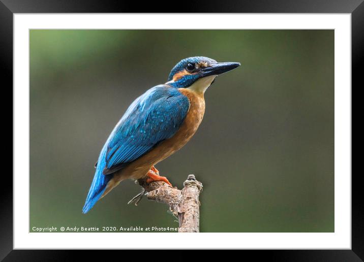 Eurasian Kingfisher Framed Mounted Print by Andy Beattie