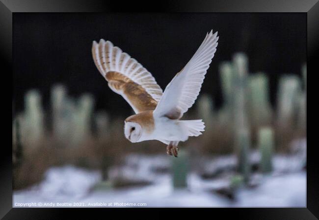 Barn Owl in flight Framed Print by Andy Beattie