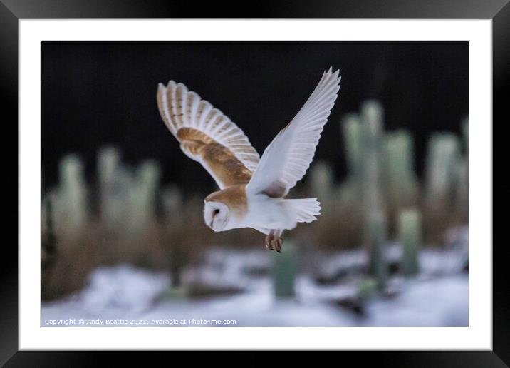 Barn Owl in flight Framed Mounted Print by Andy Beattie