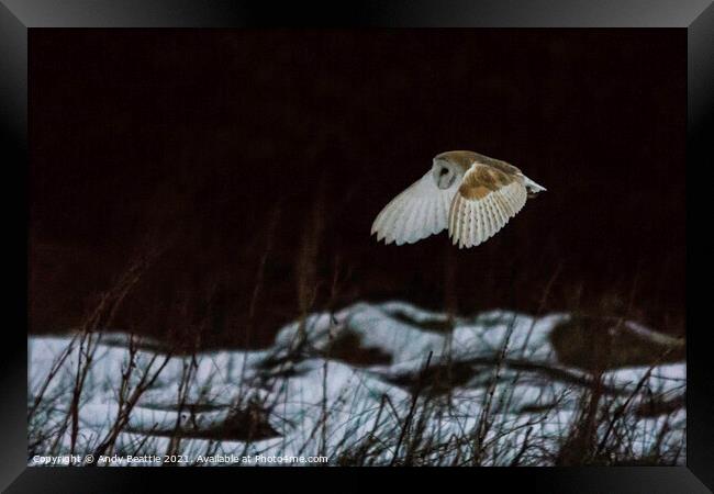 Barn Owl over snow Framed Print by Andy Beattie