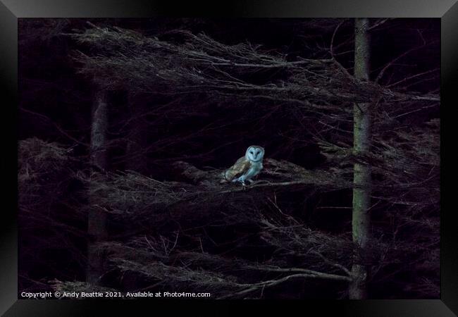 Barn Owl watching the world go by Framed Print by Andy Beattie