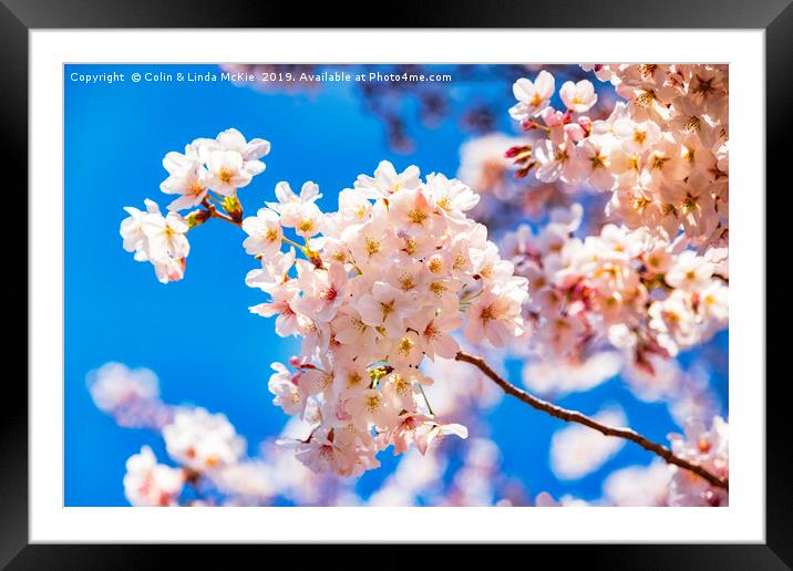 Cherry Blossom against a Bright Blue Sky Framed Mounted Print by Colin & Linda McKie
