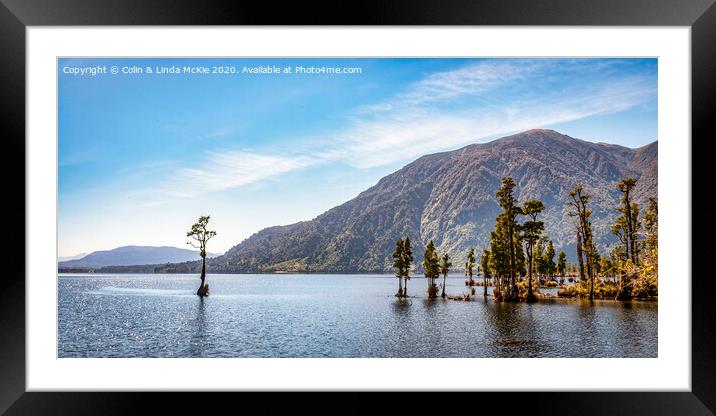 Kahikatea Trees in Lake Brunner, West Coast, New Zealand Framed Mounted Print by Colin & Linda McKie