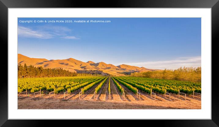 Vineyard in Canterbury, New Zealand Framed Mounted Print by Colin & Linda McKie