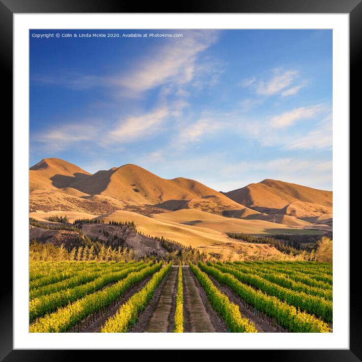 Vineyard in Canterbury, New Zealand Framed Mounted Print by Colin & Linda McKie