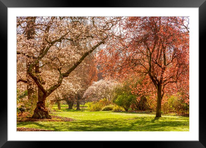 Christchurch Blossom in Hagley Park Framed Mounted Print by Colin & Linda McKie