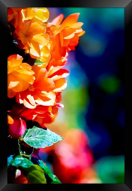 TL0006S - In full bloom Framed Print by Robin Cunningham