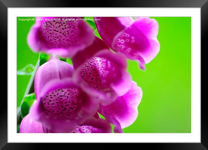 Foxgloves  Framed Mounted Print by James Wood