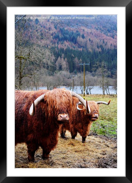 Hairy Coos Framed Mounted Print by James Wood