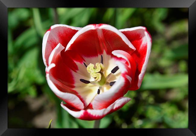  Red Tulip Framed Print by Ann McGrath