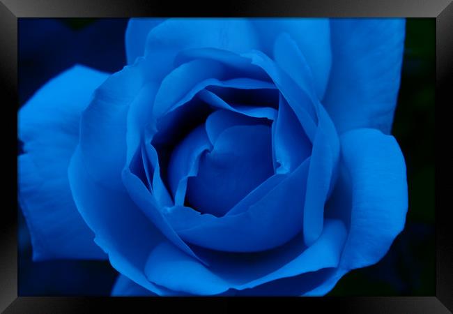 Blue Rose Framed Print by Ann McGrath