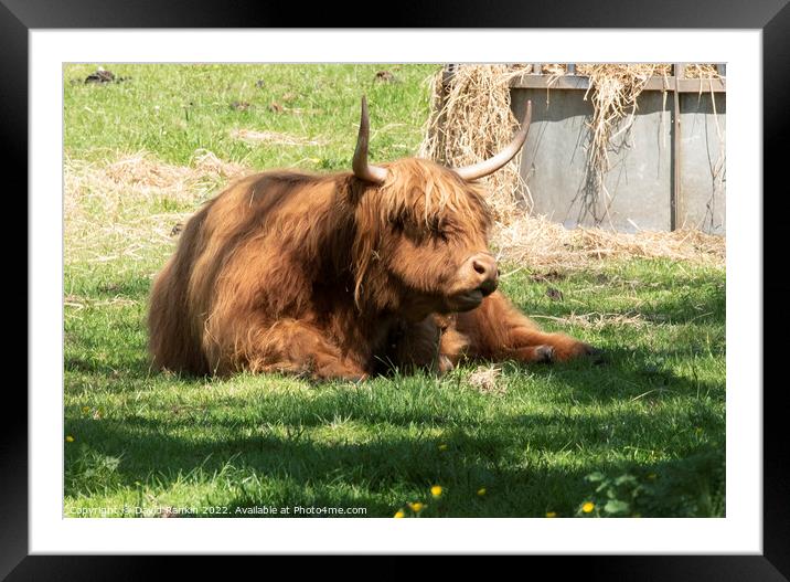 A large brown Highland cow in a grassy field Framed Mounted Print by Photogold Prints