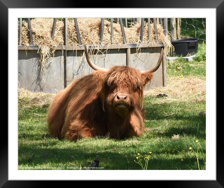 A large brown Highland cow sitting in the grass Framed Mounted Print by Photogold Prints