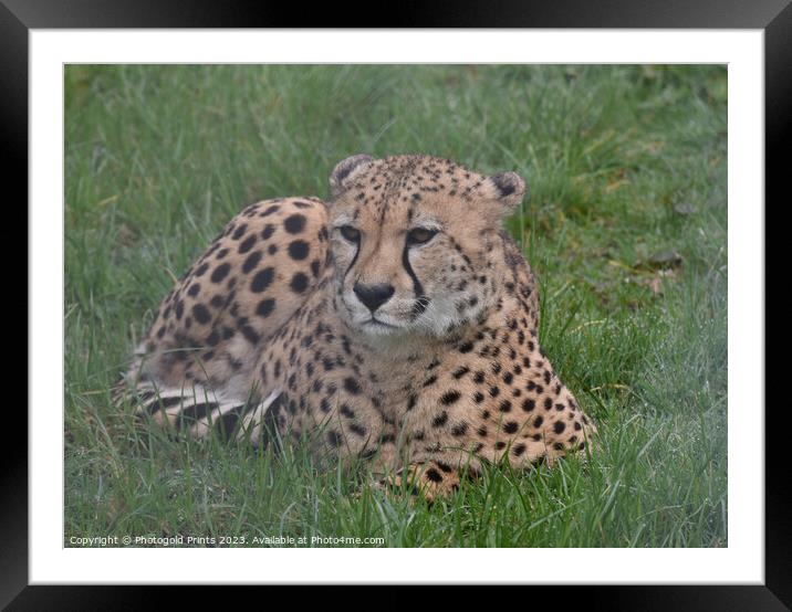 A cheetah sitting in the grass Framed Mounted Print by Photogold Prints