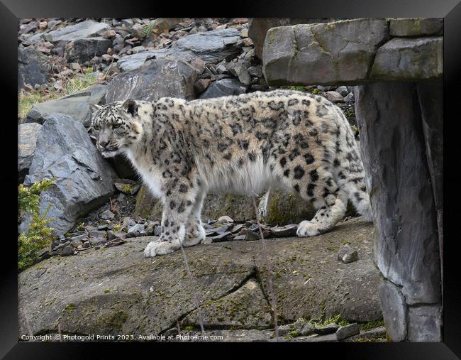  snow leopard on the prowl Framed Print by Photogold Prints