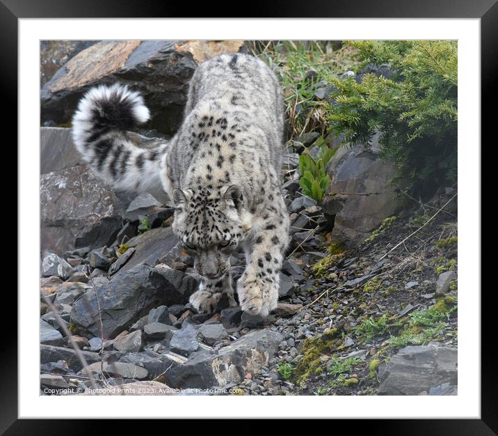  snow leopard on the prowl Framed Mounted Print by Photogold Prints