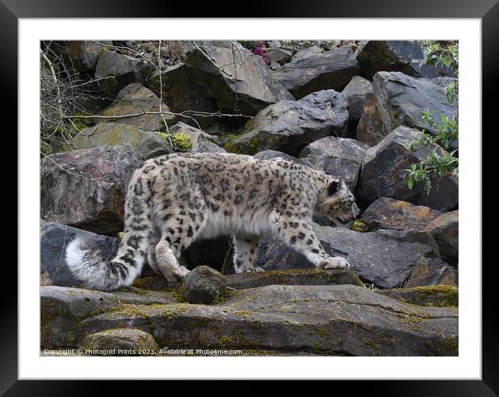  snow leopard on the prowl looking for food on a rocky hillside  Framed Mounted Print by Photogold Prints