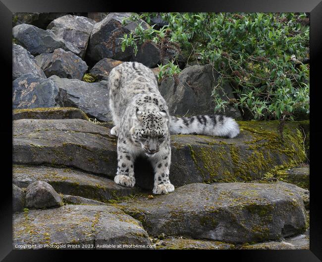  snow leopard looking for food running down a rocky hillside  Framed Print by Photogold Prints
