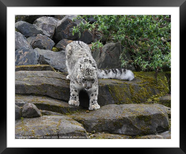  snow leopard looking for food running down a rocky hillside  Framed Mounted Print by Photogold Prints