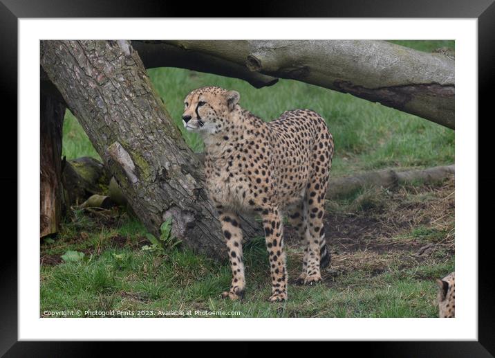 A cheetah standing in a field Framed Mounted Print by Photogold Prints