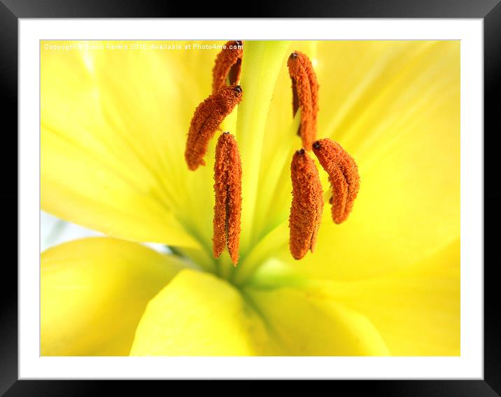 yellow  Asiatic lily Framed Mounted Print by Photogold Prints