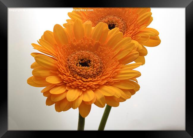  yellow gerbera flowers Framed Print by Photogold Prints