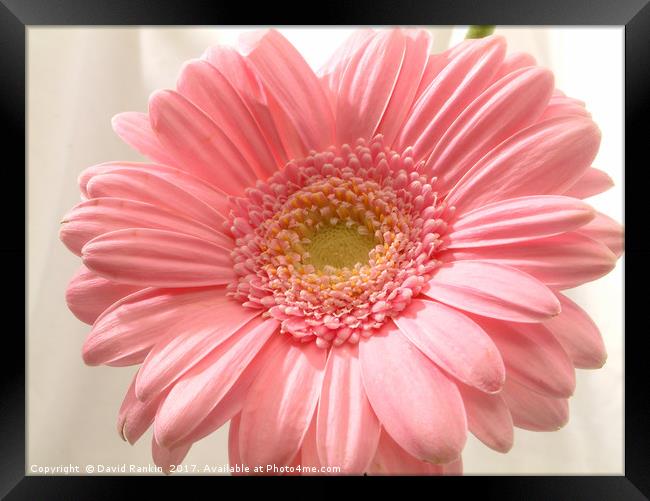 Pink carnation Framed Print by Photogold Prints