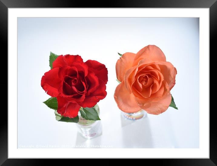 one red rose, one orange rose Framed Mounted Print by Photogold Prints