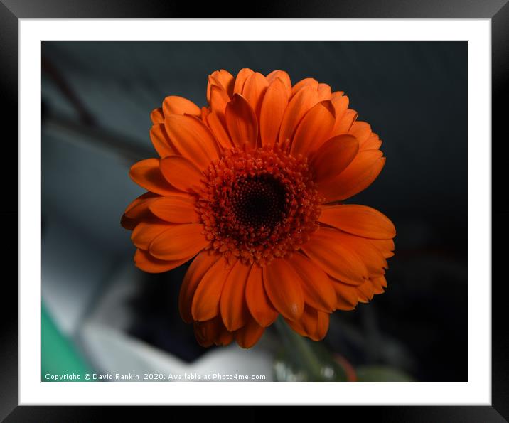 orange chrysanthemum Framed Mounted Print by Photogold Prints