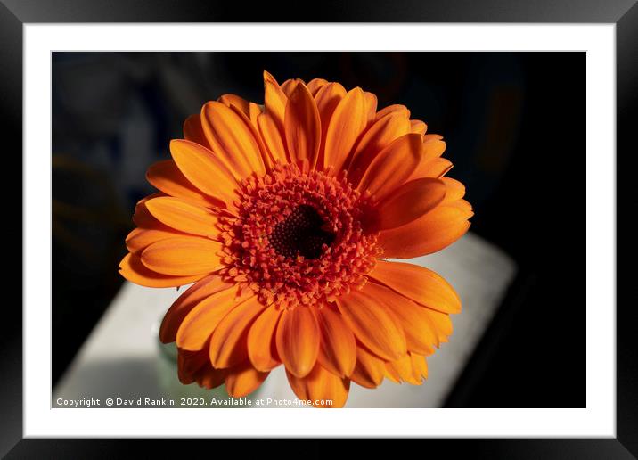 single orange Gerbera Framed Mounted Print by Photogold Prints