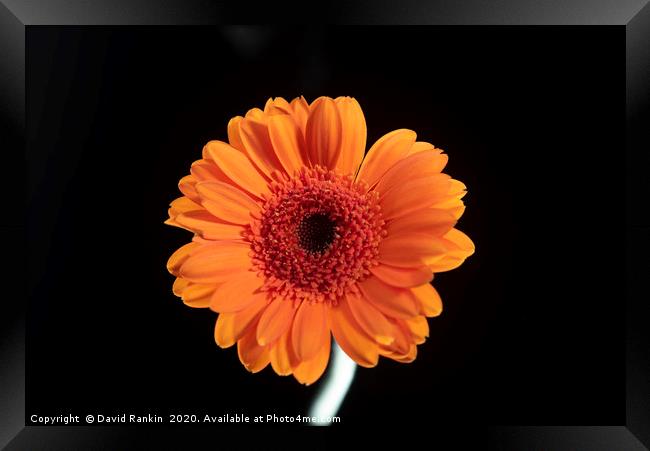 single orange Gerbera in strong sunlight Framed Print by Photogold Prints