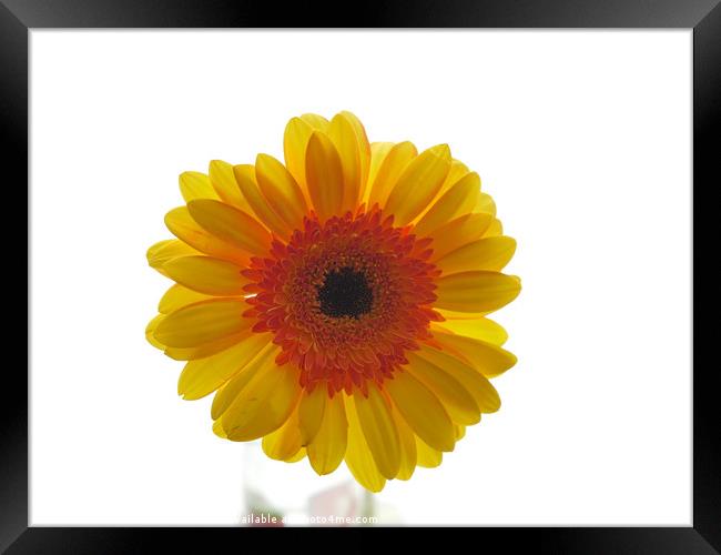 yellow gerbera, floral display Framed Print by Photogold Prints