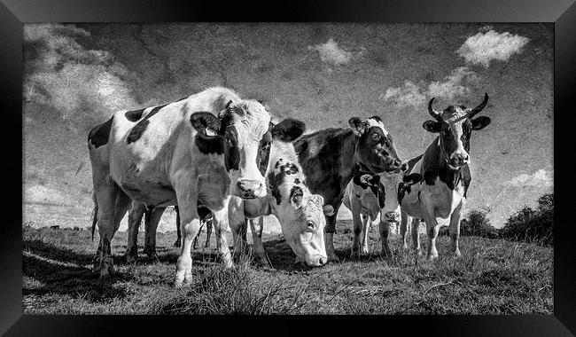  Goonhilly Cows Framed Print by John Baker