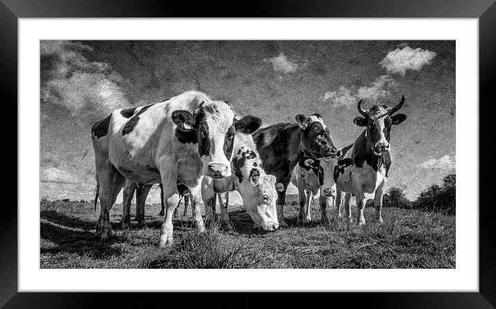  Goonhilly Cows Framed Mounted Print by John Baker