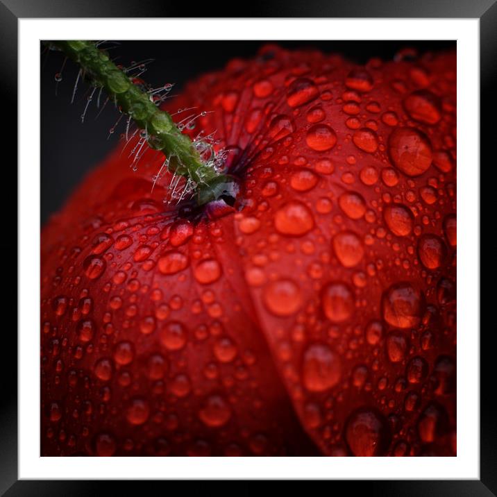 Lady in Red Framed Mounted Print by John Baker