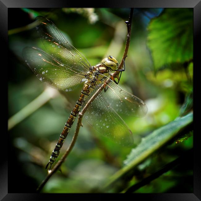 The Southern Hawker Framed Print by John Baker