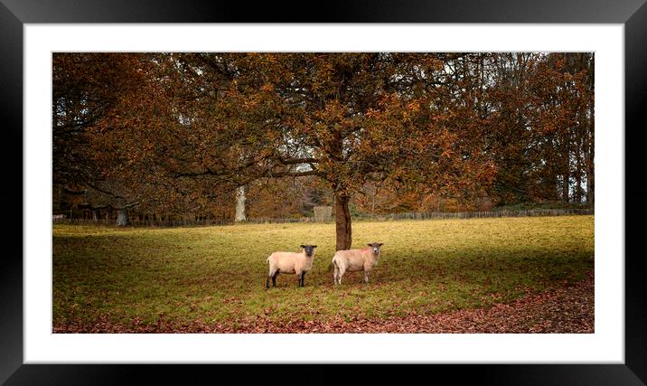 Autumn Sheep Framed Mounted Print by John Baker