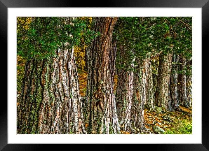 Rothiemurchus Forest, Cairngorms Framed Mounted Print by David Ross