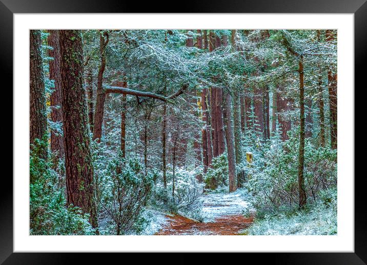 Abernethy Forest in Winter, Cairngorms Framed Mounted Print by David Ross