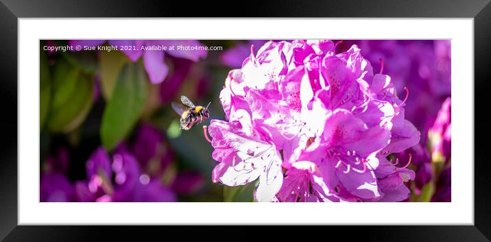 Bee on Rhododendron blossom Framed Mounted Print by Sue Knight