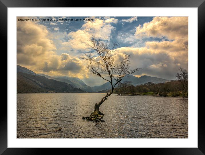 The Tree in the Lake, Llyn Padarn Framed Mounted Print by Sue Knight