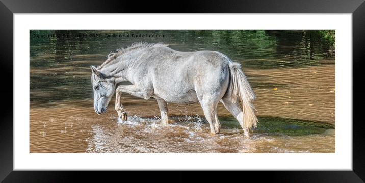 New Forest Pony at Ipley Framed Mounted Print by Sue Knight