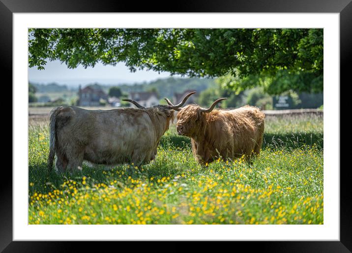 Highland cows shading under a tree Framed Mounted Print by Sue Knight