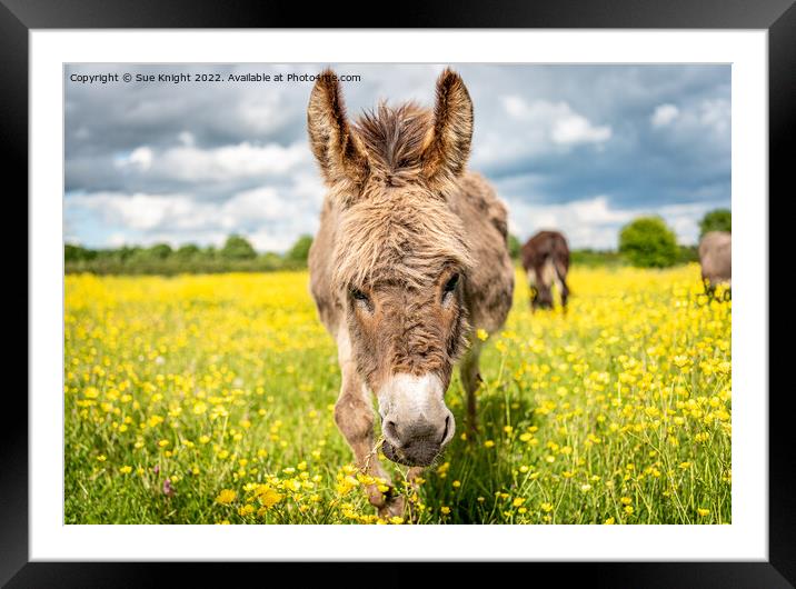 A Donkey standing in a meadow full of Buttercups Framed Mounted Print by Sue Knight
