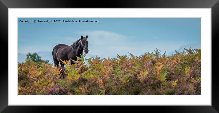 Horse amongst the Bracken Framed Mounted Print by Sue Knight
