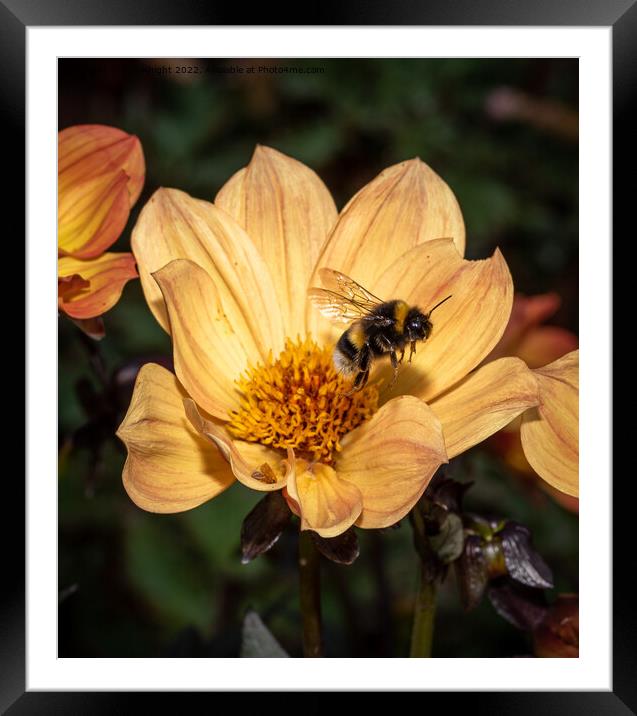 Bee and Dahlia flower Framed Mounted Print by Sue Knight